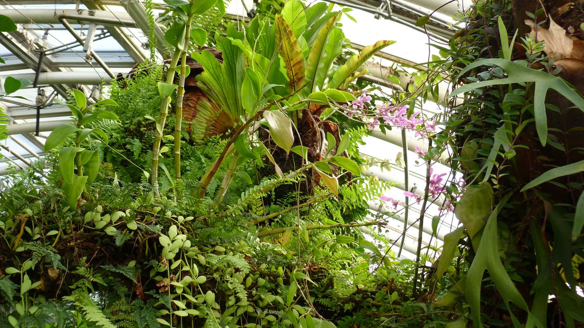 Botanická zahrada Praha nabídne prohlídku tropických květů a plodů